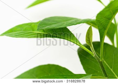 Gymnanthemum Extensum Leaves​ Isolated​ On​ White​ Background​.