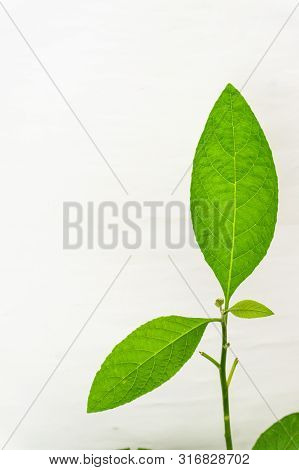 Gymnanthemum Extensum Leaves​ Isolated​ On​ White​ Background​.