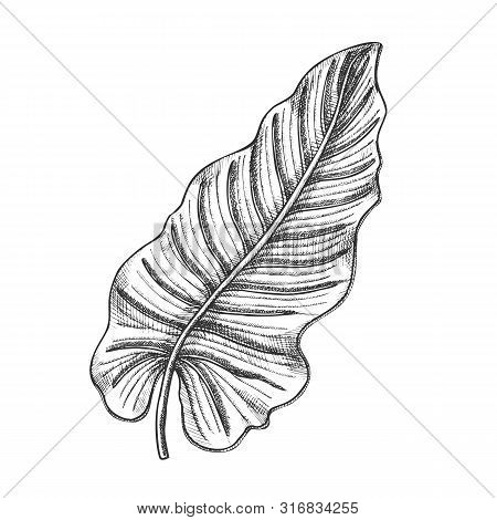 Philodendron Melanochrysum Leaf Hand Drawn Vector. Araceae Family Exotic Flowering Houseplant Leaf. 