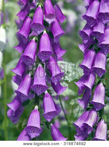 Blooming Foxglove. Flowers, Leaves, Stems, Inflorescence Of Digitalis. 
Inflorescences Of A Decorati