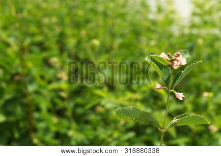 Pink And White Bell-shaped Flowers Of A Snowberry