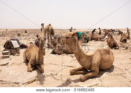 Camel Caravan And Afar Mining Salt In Danakil Depression, Ethiopia