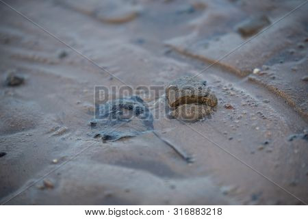 Animal Small Footprints On The Floor