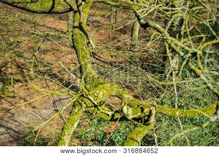 The Natural Paradise Hasbruch In Northern Germany Near Hude