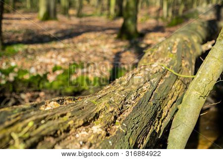 The Natural Paradise Hasbruch In Northern Germany Near Hude