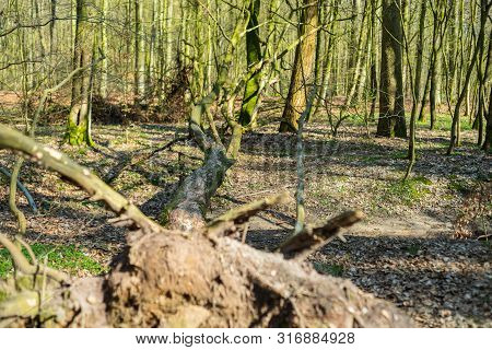 The Natural Paradise Hasbruch In Northern Germany Near Hude
