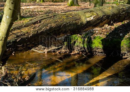 The Natural Paradise Hasbruch In Northern Germany Near Hude