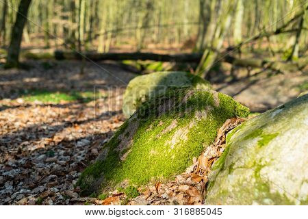 The Natural Paradise Hasbruch In Northern Germany Near Hude