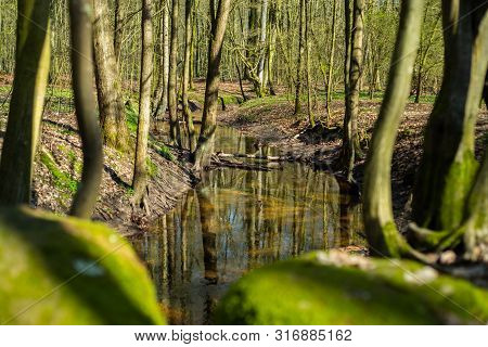 The Natural Paradise Hasbruch In Northern Germany Near Hude