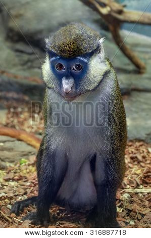 Cercopithecus Ascanius Monkey Or Red Tailed Guenon Monkey. Sad Monkey.