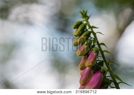 Focus On Nature Flowers, Leaves And Stems
