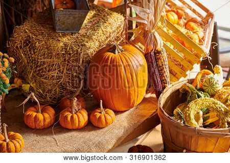 Pumpkin patch. Fresh pumpkins on a farm market still life, Connecticut, USA