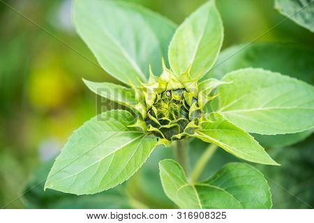 Focus On Flowers And Plants With Beautiful Colors