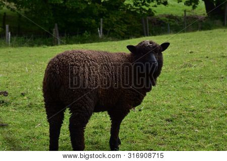 Cute Brown Romney Sheep In A Green Grass Field.
