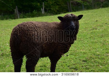 A Direct Look Into The Face Of A Romney Sheep In A Grass Field.