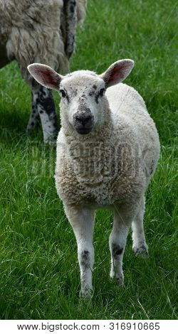 White Lamb With Black Speckles On His Face In A Field.
