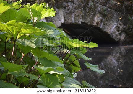 Leaves Of Butterbur Petasites Near Small Park Bridge