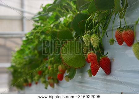 Strawberries Fruits On The Branch