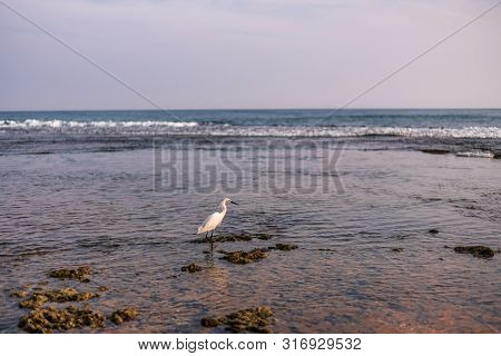 Little Egret Stands On A Coral Reef In In Hikkaduwa, Sri Lanka