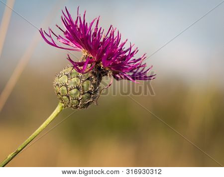 Blooming Brown Knapweed (centaurea Jacea) Detail Of Purple Blossom In Sunlight