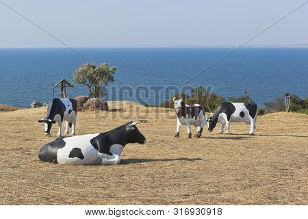 Taman, Temryuk District, Krasnodar Region, Russia - July 17, 2019: Exposition With Grazing Cows In T