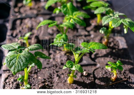 Varietal Potatoes Seedlings. Sprouted Potato Tuber. Green Shoots Of Potato Seed On The Background Of
