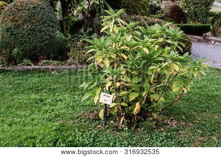 Datura Tree Plant, Angel's Trumpets , Moonflowers. Extremely Toxic Tropical Tree Datura Plant In Bot