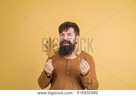 Bearded Man In Seasonal Clothes With Golden Leaf. Man Playing With Autumn Leaves. Happy Autumn Man P