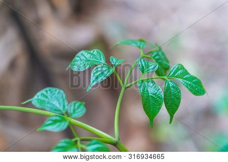 Green Leaf Of Broken Bone Tree,damocles Tree,indian Trumpet Flower.paga And Blur Background.