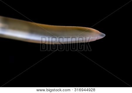 Macro Photo Of Adult Toxocara Canis, Dog Roundworm