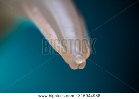 Macro Photo Of Adult Toxocara Canis, Dog Roundworm