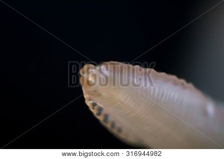 Macro Photo Of Adult Toxocara Canis, Dog Roundworm
