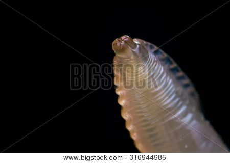 Macro Photo Of Adult Toxocara Canis, Dog Roundworm
