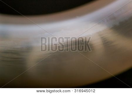 Macro Photo Of Adult Toxocara Canis, Dog Roundworm