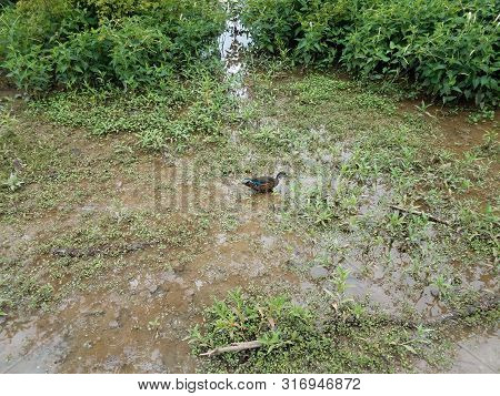Duck Walking In The Mud With Waer