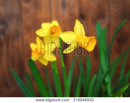 Yellow Daffodils (narcissus) Blooming On Brown Wooden Background.