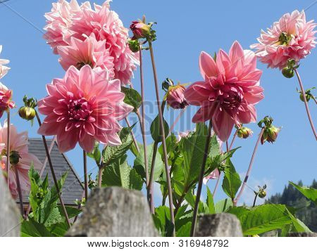 Berliner Kleene Dahlia Plant With Pink Flowers Against The Blue Sky At Summer