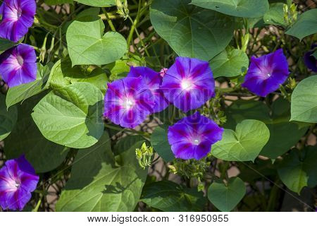 Violet Morning Glory. Weaving Flowers. Beautiful Natural Background Of Flowers And Large Leaves.