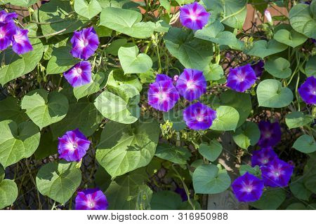 Violet Morning Glory. Weaving Flowers. Beautiful Natural Background Of Flowers And Large Leaves.