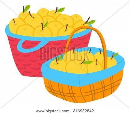 Harvesting Apples In Wicker Basket, Yellow Fruit With Leaves. Agricultural Sign, Sweet Vegetarian Pr