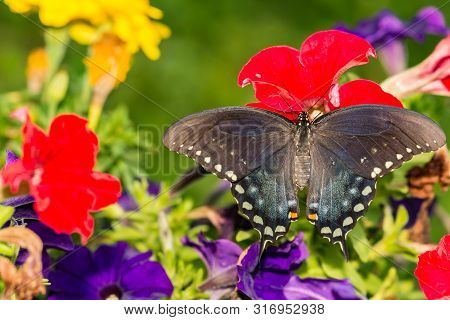 Spicebush Swallowtail Butterfly In The Garden (papilio Troilus)