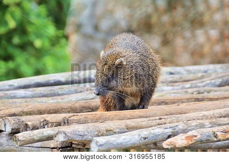 Cuban Hutia, A Rodent Endemic To Cuba, On Wooden Boards