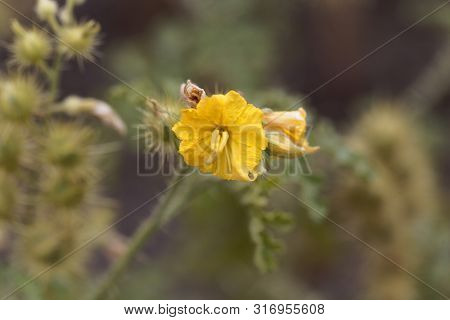 Flower Of A Buffalobur Nightshade, Solanum Rostratum