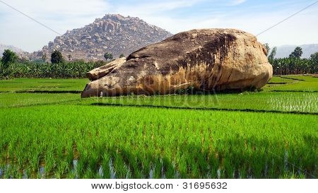 Güzel manzara pirinç ekimi ile. Hampi, Hindistan