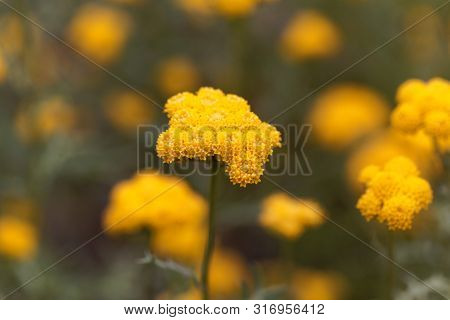 Flower Of Lonas Annua