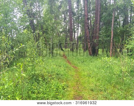 Narrow Winding Forest Path Among Tall Coniferous Trees On A Sunny Summer Day. Forest Coolness On A H