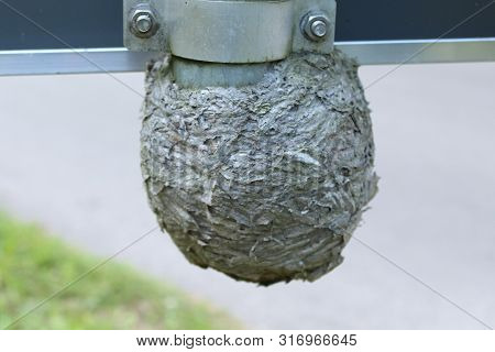 Wasp Nest On A Road Sign On A Road