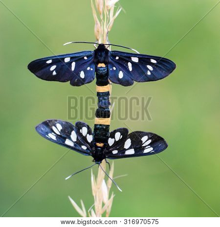 A Macro Of A Butterfly Or White Dot Rambling In The Open Nature