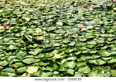 Seerose
