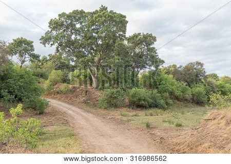 A Road Landscape With Trees And A Dry River Near Letaba